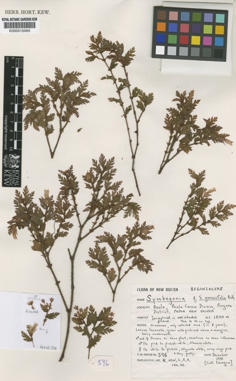 S. geraniifolia
